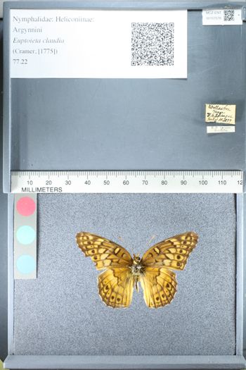 Media type: image;   Entomology 157078